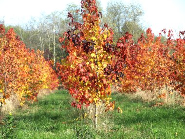 sonbahar manzara boyalı vardır