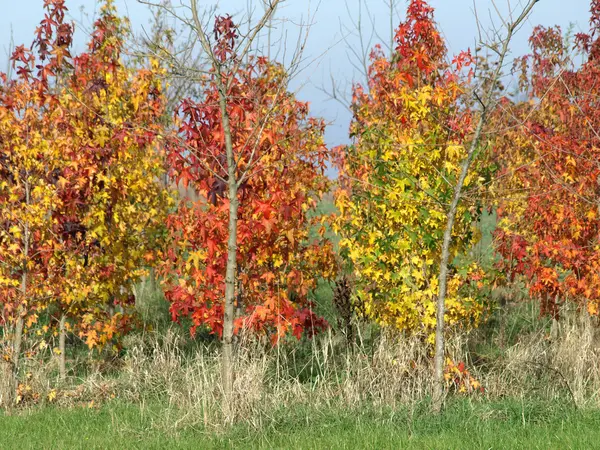 sonbahar manzara boyalı vardır