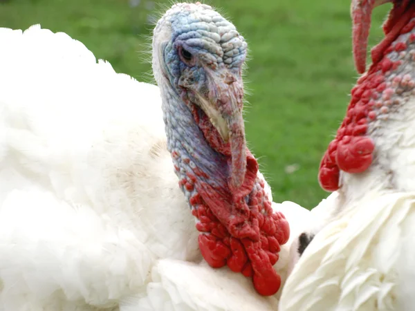 Fotoğraflar için poz Türkiye