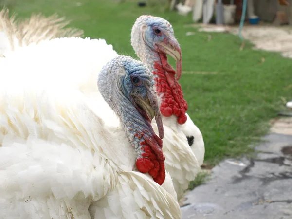 Bahçemde beyaz Türkiye