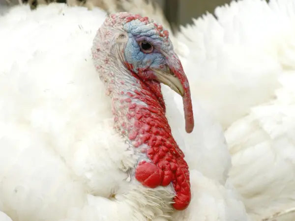 Fotoğraflar için poz Türkiye