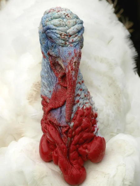 Fotoğraflar için poz Türkiye