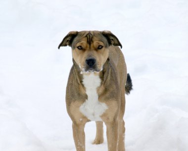 Karda oynayan köpek.