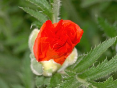 Haşhaş bud closeup çiçek açması ile