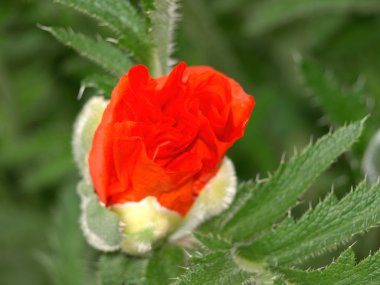 Haşhaş bud closeup çiçek açması ile