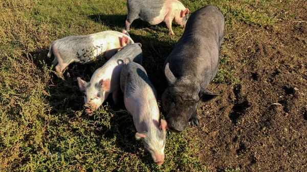 Domácí Čistokrevná Prasata Jedí Farmě Zelenou Trávu Kvalitní Fotografie — Stock fotografie