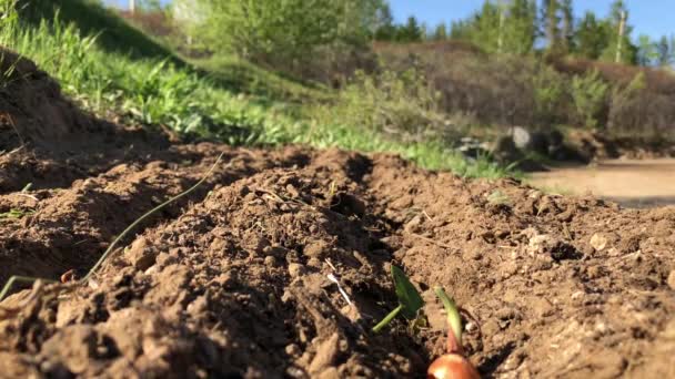 Una donna canta i semi in primavera su un giardino. — Video Stock