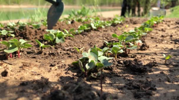 Caring for the garden bed. Loosening the soil with garden tools. — Stock Video