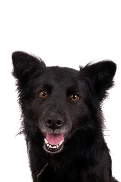 Schwarzer Hund — Stockfoto