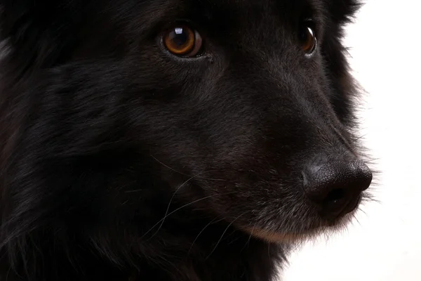 Cão preto — Fotografia de Stock