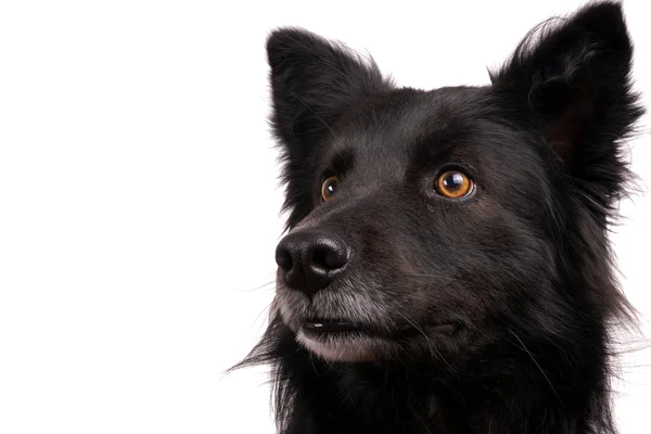 Schwarzer Hund — Stockfoto