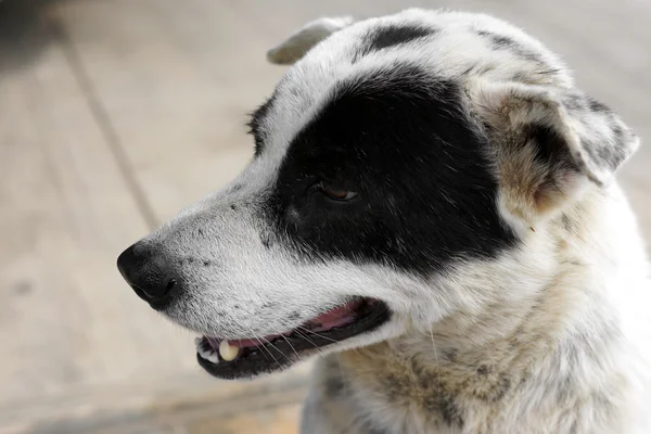 Cão preto e branco — Fotografia de Stock