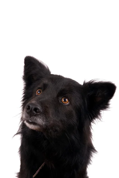 Schwarzer Hund — Stockfoto