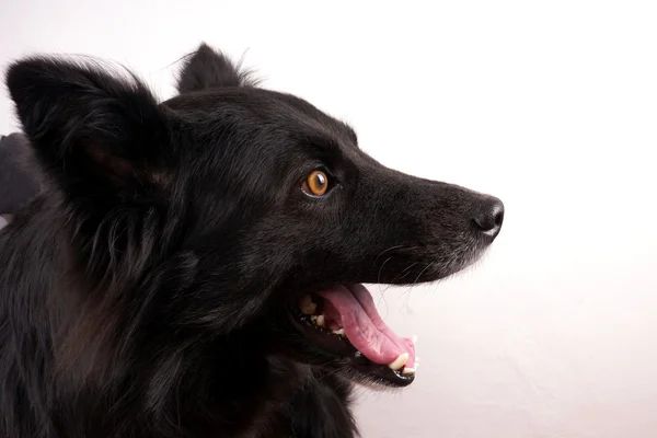 Cão preto — Fotografia de Stock