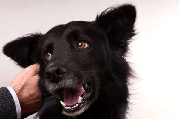 Cão preto — Fotografia de Stock