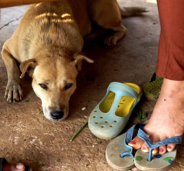 Cão em repouso — Fotografia de Stock