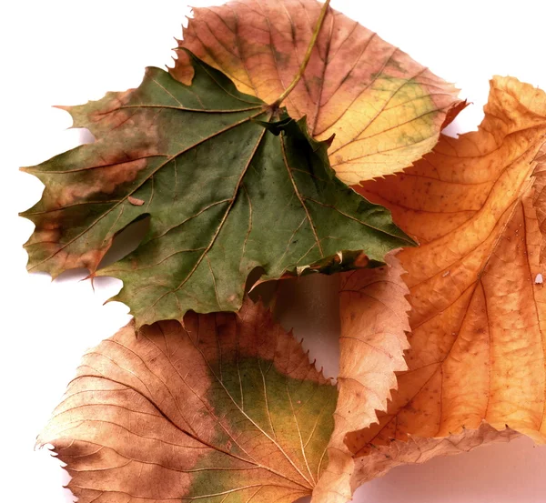 Dead leaves — Stock Photo, Image