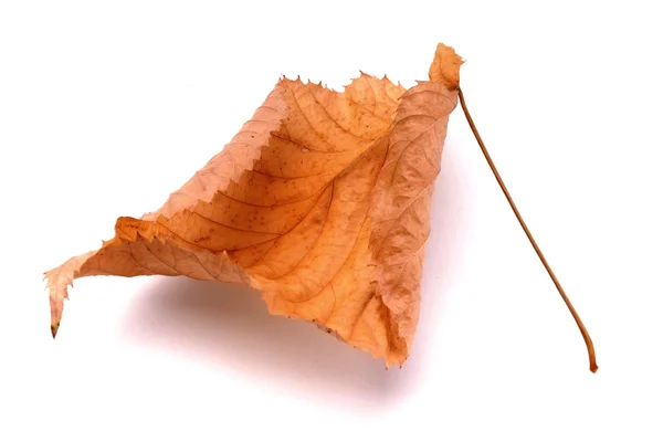 Dead leaves — Stock Photo, Image