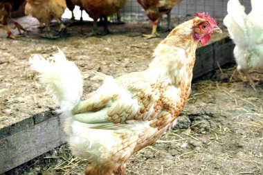 Küçük bir tavuk tavuk detay