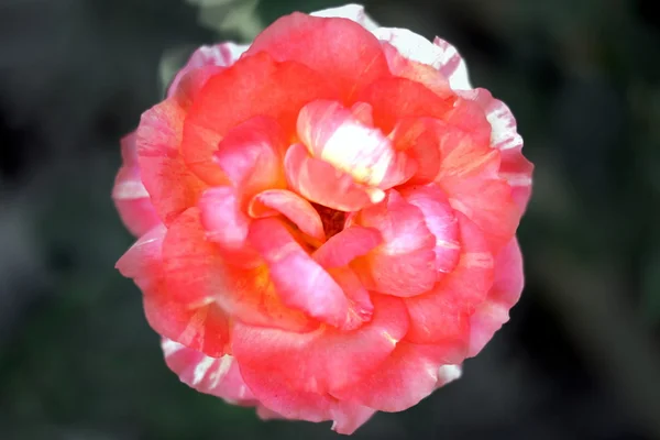 Una flor roja — Foto de Stock