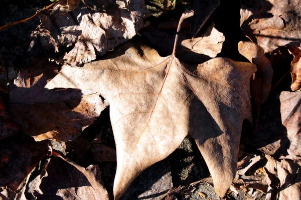 Hojas en el suelo en invierno — Foto de Stock