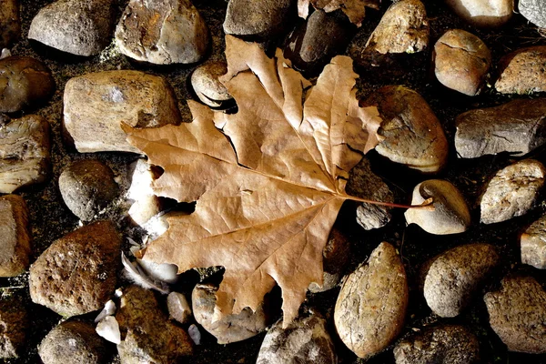 Nahaufnahme eines toten Blattes auf Kieselsteinen — Stockfoto