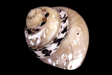 Akdeniz deniz kabuğu