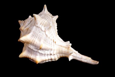 Akdeniz deniz kabuğu