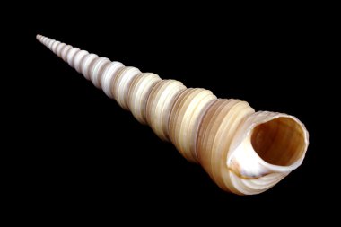 Akdeniz deniz kabuğu