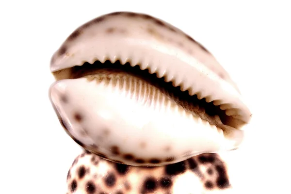 Medelhavet shell — Stockfoto