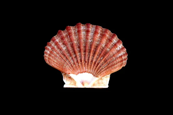 Coquille marine méditerranéenne — Photo