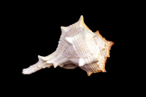 Mediterranean sea shell — Stock Photo, Image