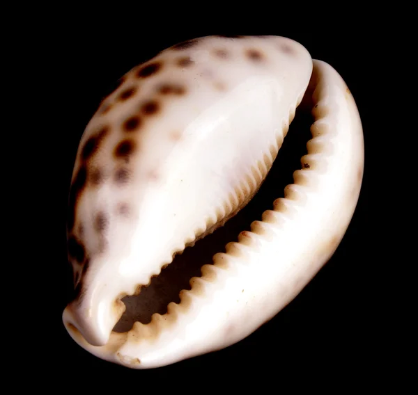 Földközi-tengeri kagyló — Stock Fotó