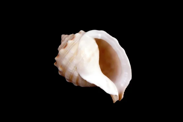 Coquille marine méditerranéenne — Photo