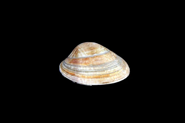 Mediterranean sea shell — Stock Photo, Image