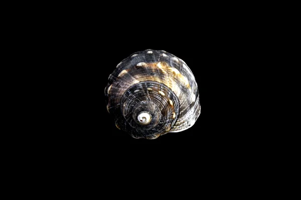Mediterranean sea shell — Stock Photo, Image