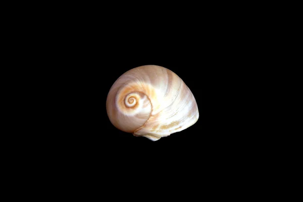 Medelhavet shell — Stockfoto