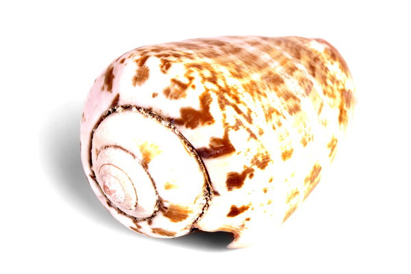 Mediterranean sea shell