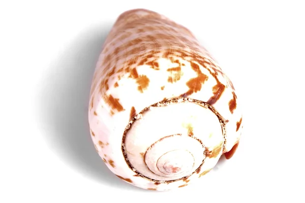 Mediterranean sea shell — Stock Photo, Image