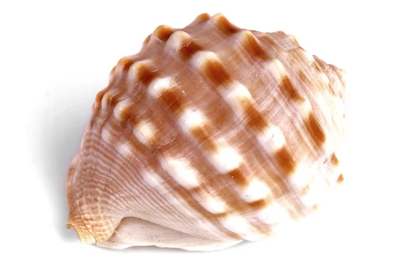 Mediterranean sea shell — Stock Photo, Image