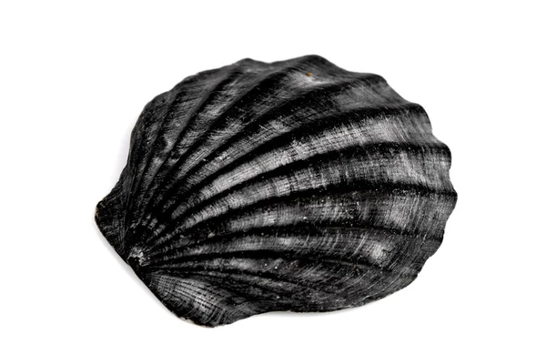 Mediterranean sea shell — Stock Photo, Image