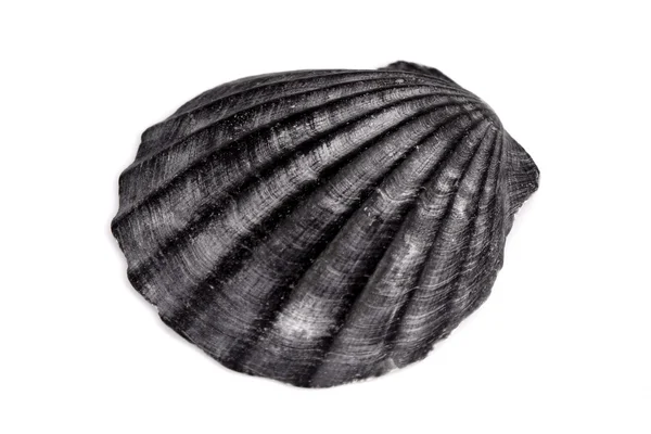 Coquille marine méditerranéenne — Photo