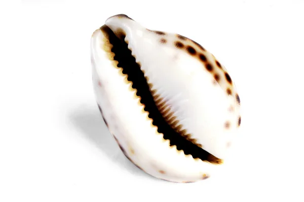 Mediterranean sea shell — Stock Photo, Image