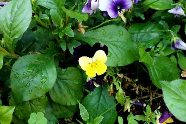 Primer plano de flores decorativas en el jarrón — Foto de Stock