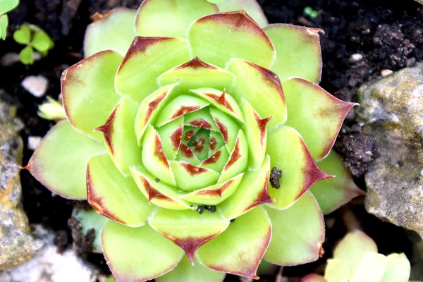 Close up van een kleine cactus plant — Stockfoto