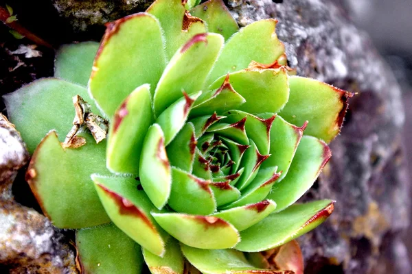 Close up de uma pequena planta de cacto — Fotografia de Stock