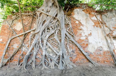 WAT Kratai seslendirdi 400 yıl eski tapınağıdır.