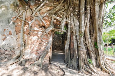 WAT Kratai seslendirdi 400 yıl eski tapınağıdır.