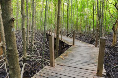 Ahşap köprü ve mangrov alan. Boardwalk Tung Prong tanga 