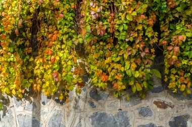 Sonbahar yaprak eski taş duvara tırmanma